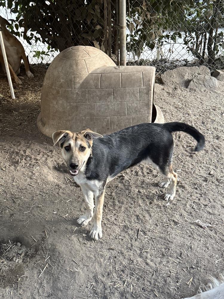 Olivia, Adoptable, Puppy Female Shepherd.