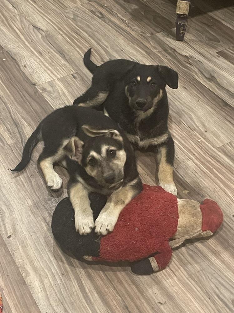 Olivia, a Adoptable mixed breed in Redlands, CA image 2/3