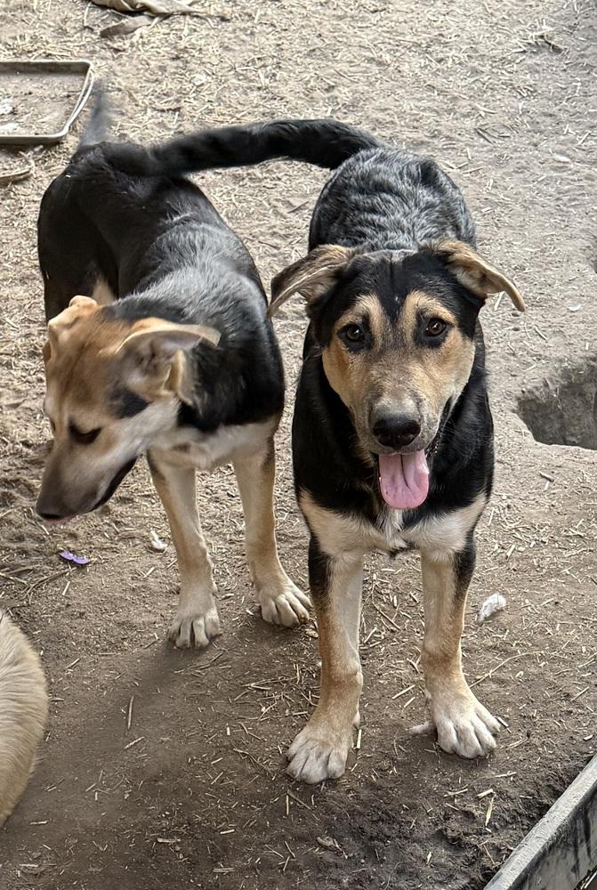 Olivia, a Adoptable mixed breed in Redlands, CA image 3/3