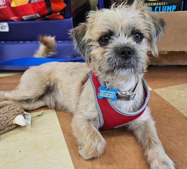 Brodie, Adoptable, Young Male Norfolk Terrier.