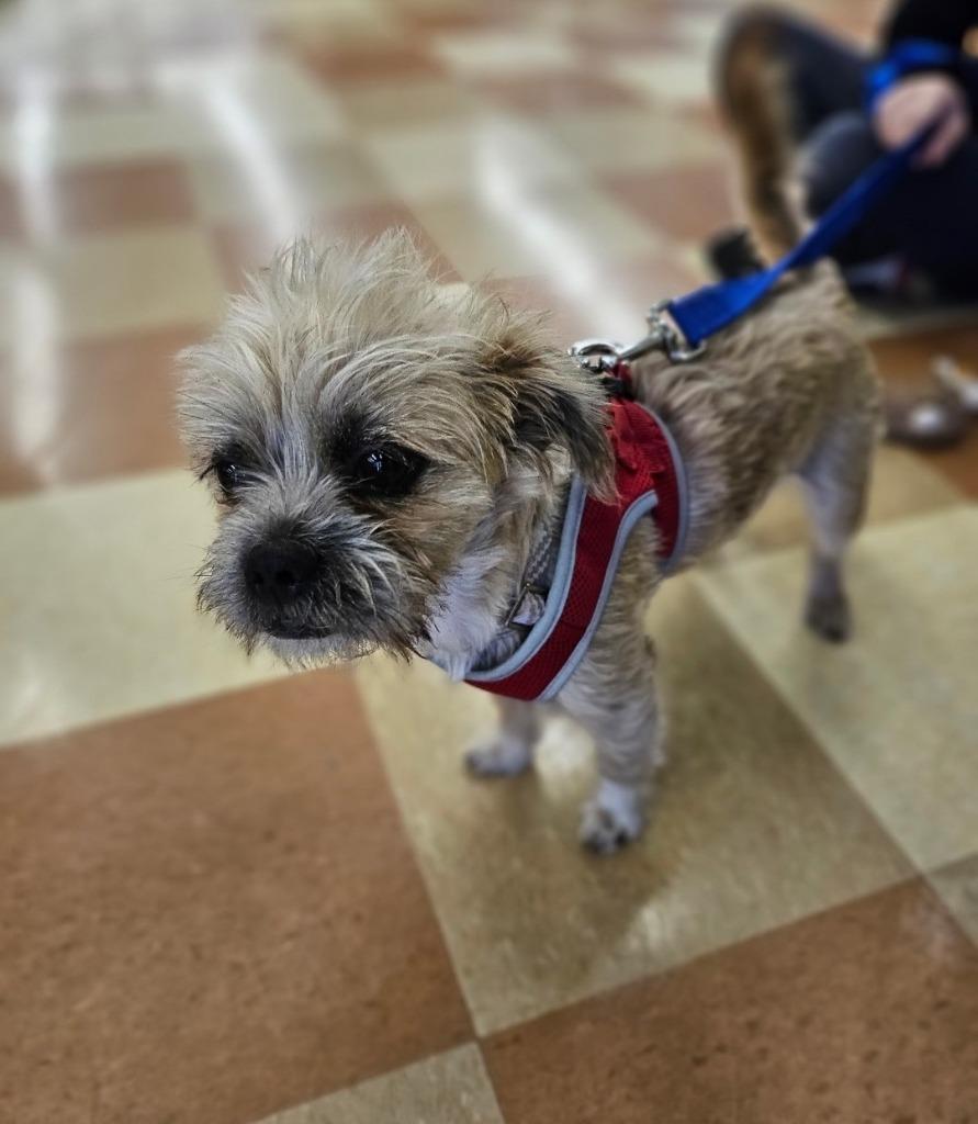 Enlarge Brodie, a Adoptable mixed breed in Madison, AL image 2/5
