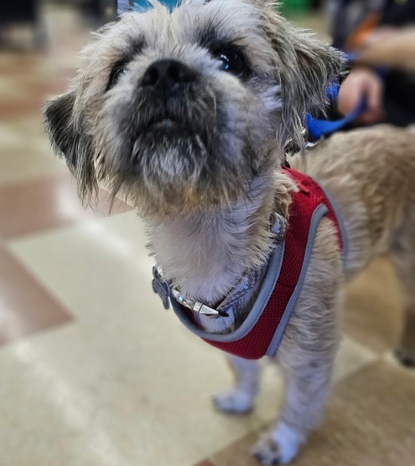 Enlarge Brodie, a Adoptable mixed breed in Madison, AL image 3/5
