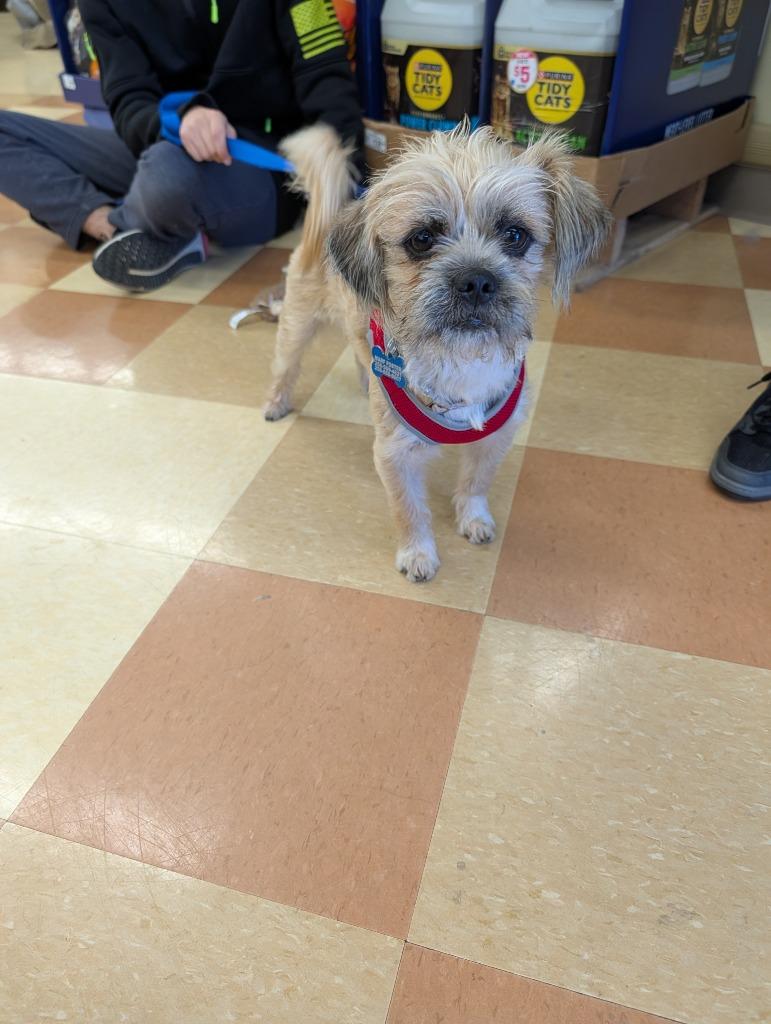 Enlarge Brodie, a Adoptable mixed breed in Madison, AL image 4/5