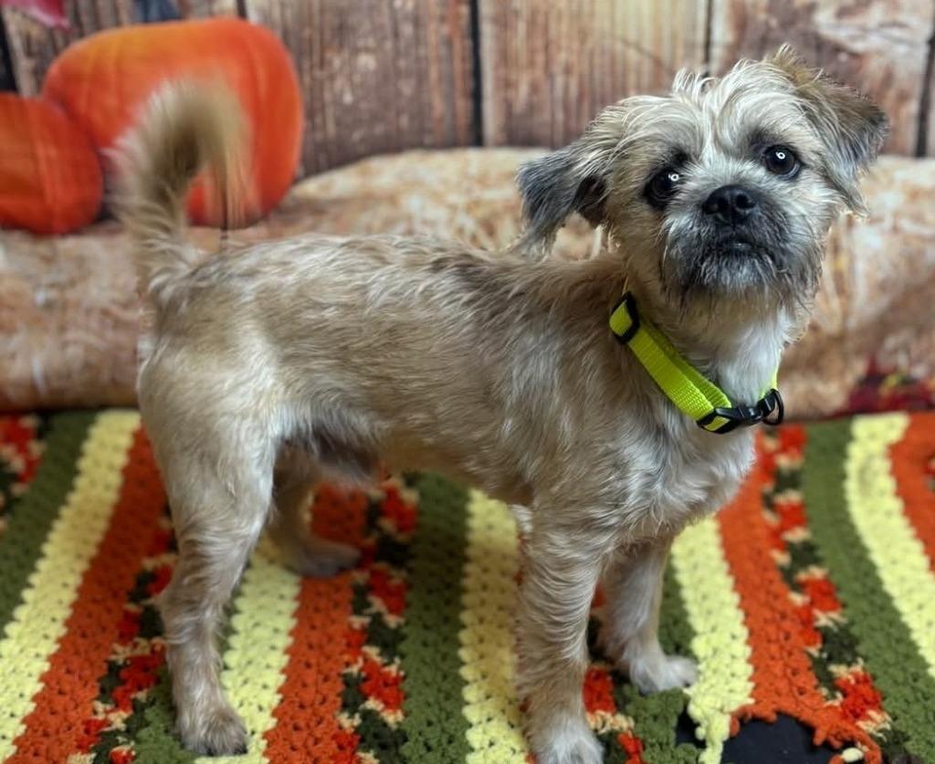Enlarge Brodie, a Adoptable mixed breed in Madison, AL image 5/5