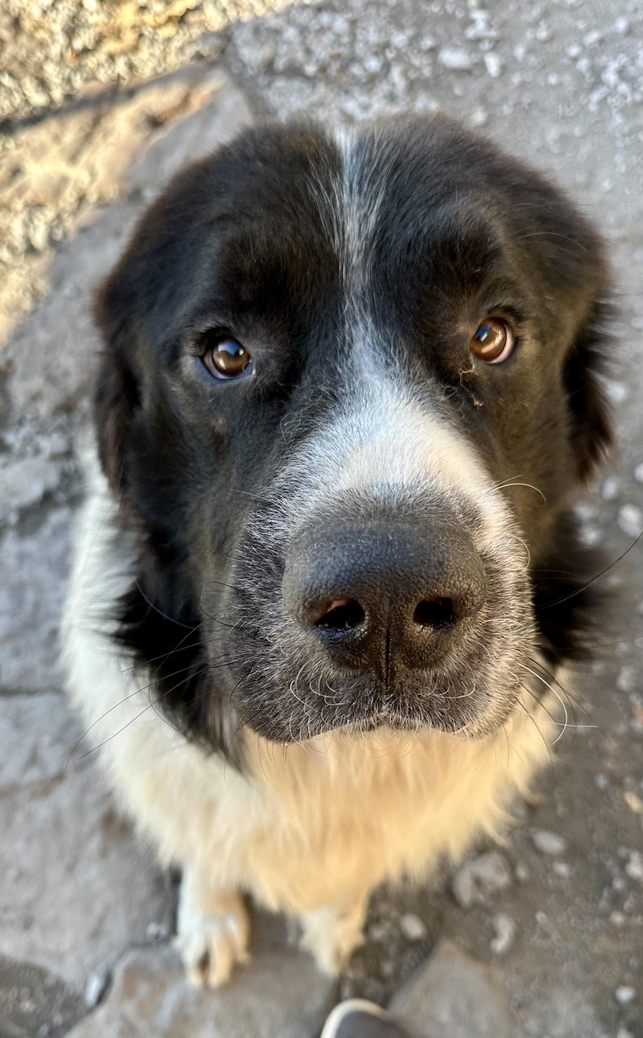 Oscar, a Adoptable Newfoundland Dog in Wagoner, OK image 2/6