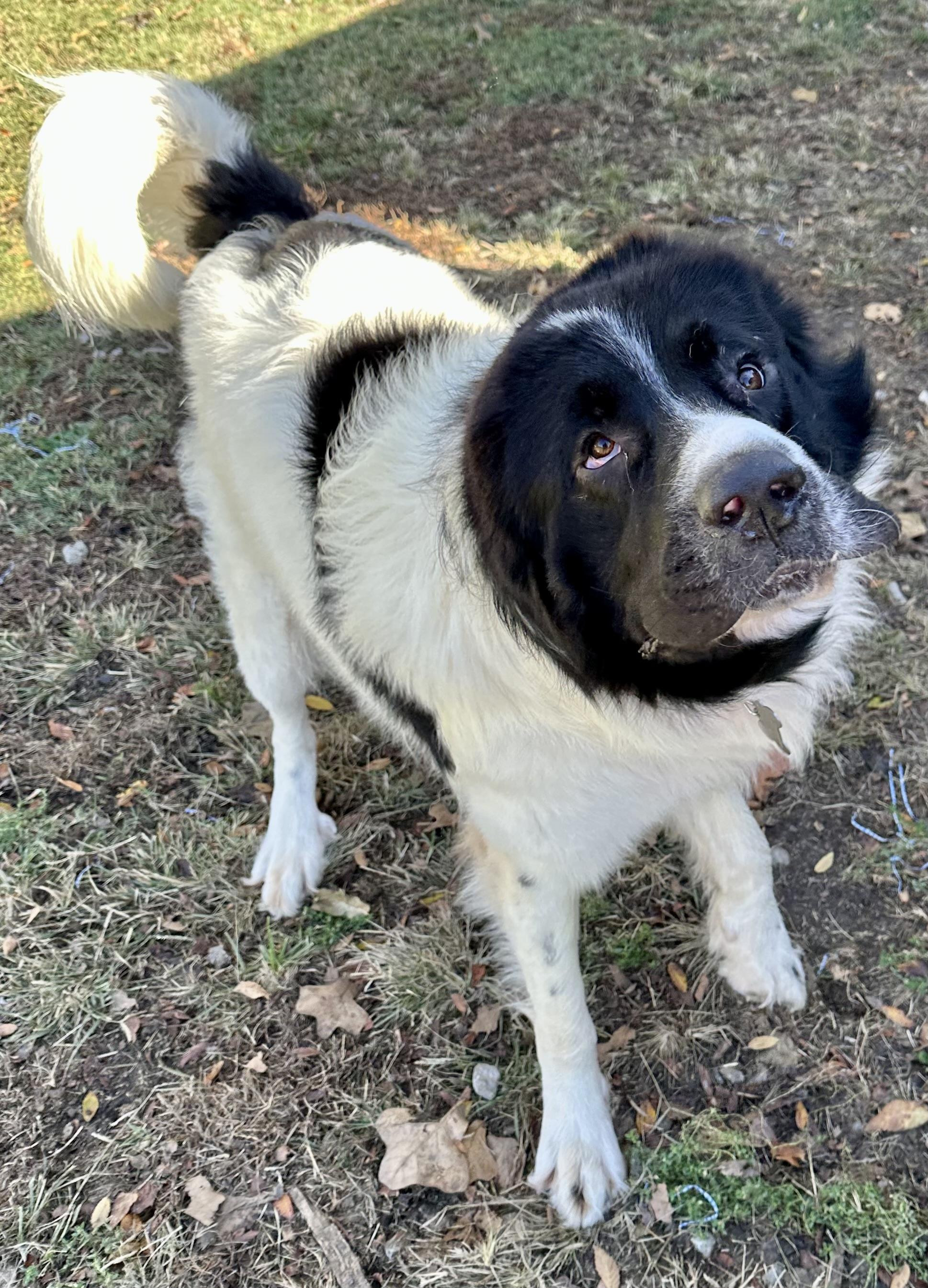 Oscar, a Adoptable Newfoundland Dog in Wagoner, OK image 3/6