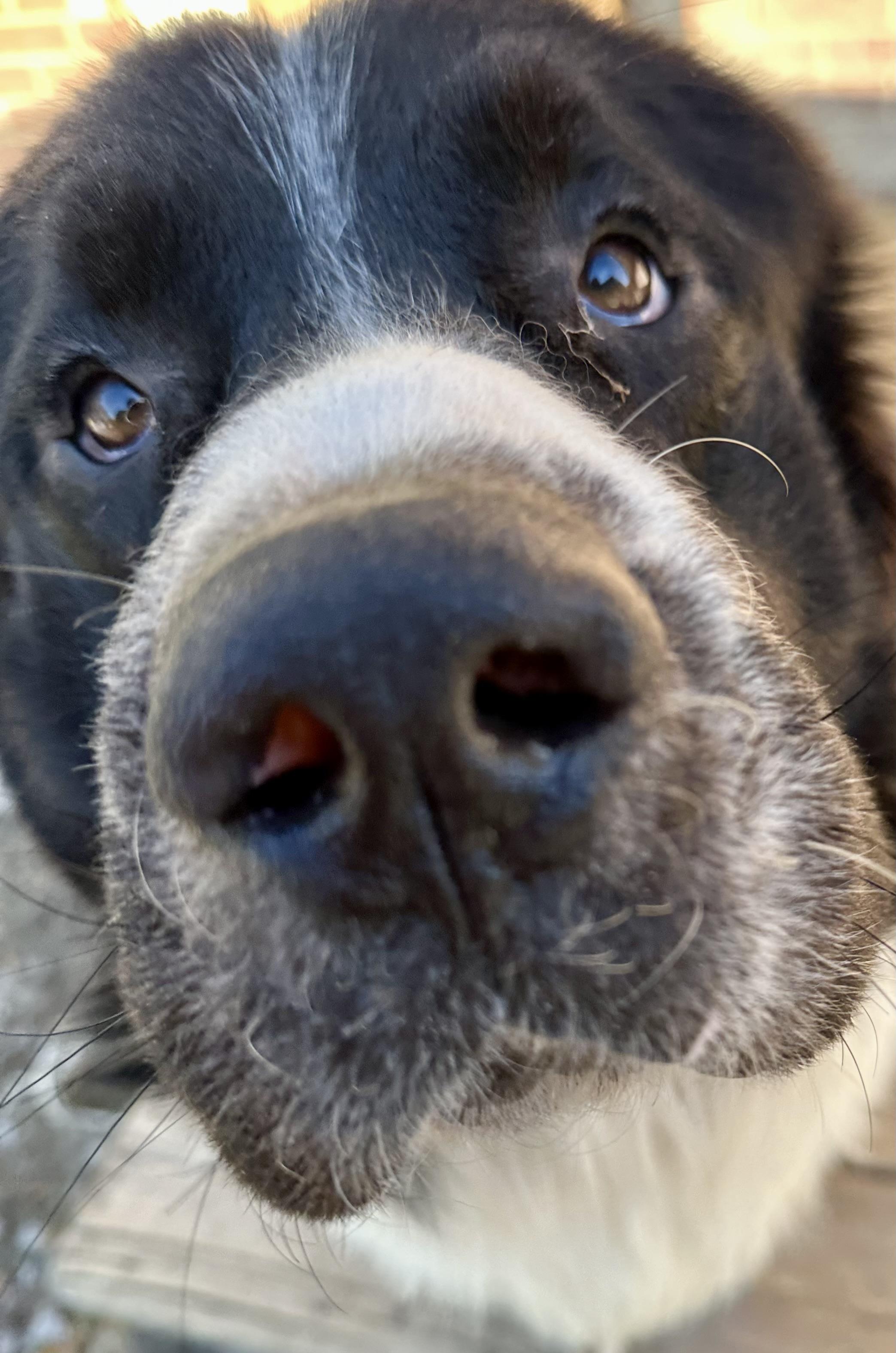 Oscar, a Adoptable Newfoundland Dog in Wagoner, OK image 4/6