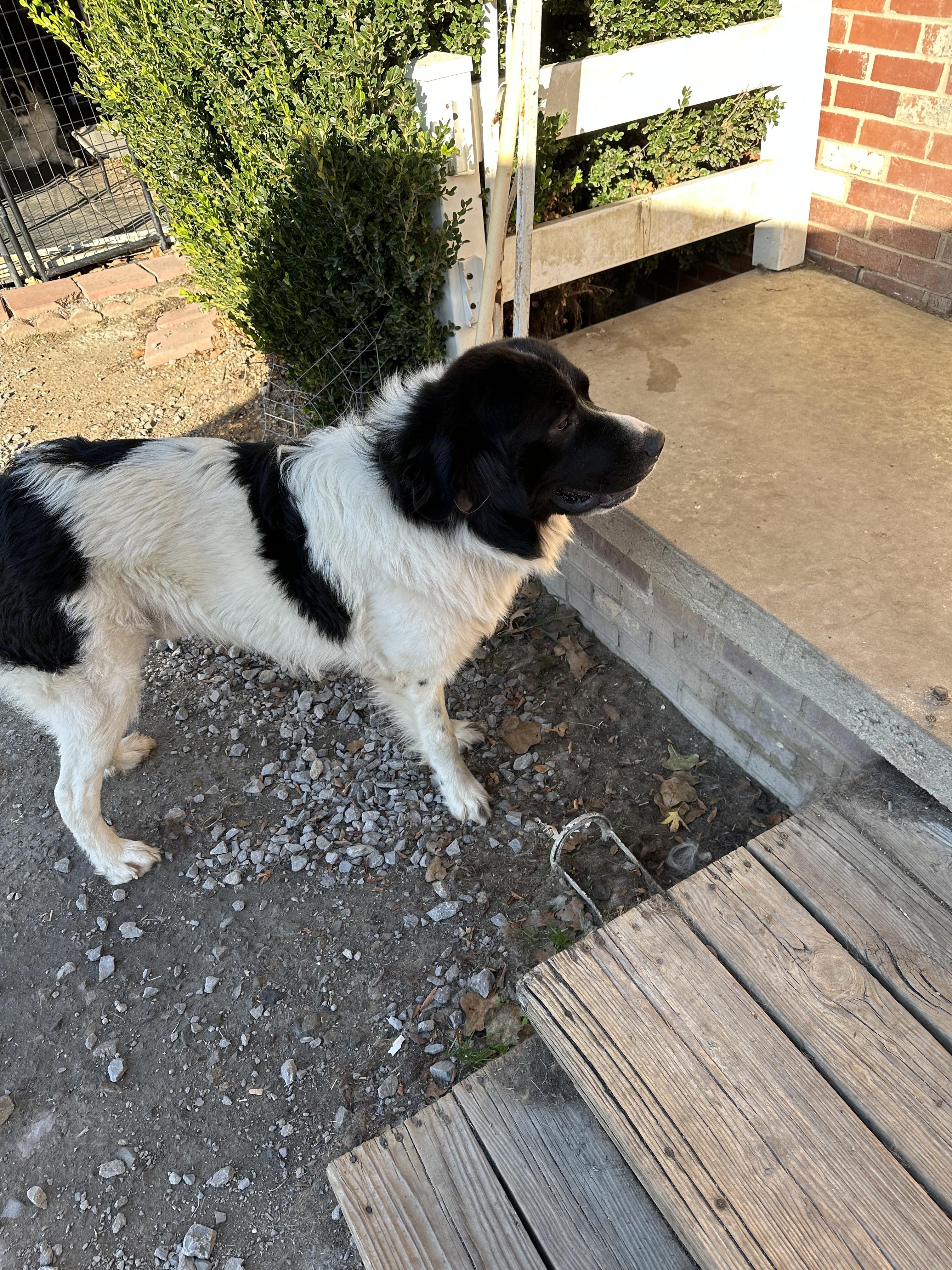 Oscar, a Adoptable Newfoundland Dog in Wagoner, OK image 5/6