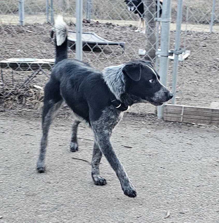 Enlarge Bluey, a Adoptable Cattle Dog in Ringwood, NJ image 2/3