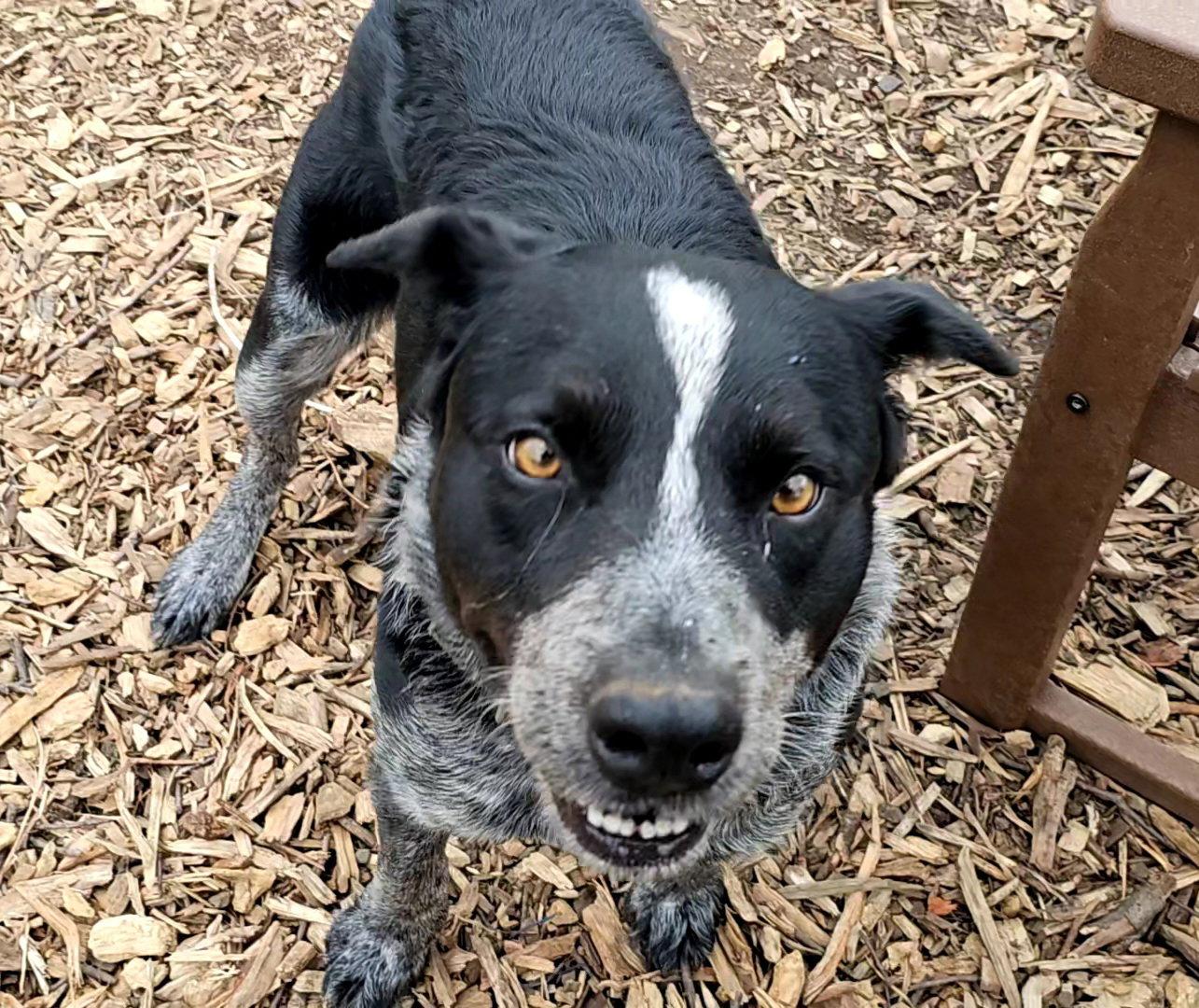 Bluey, a Adoptable Cattle Dog in Ringwood, NJ image 2/3