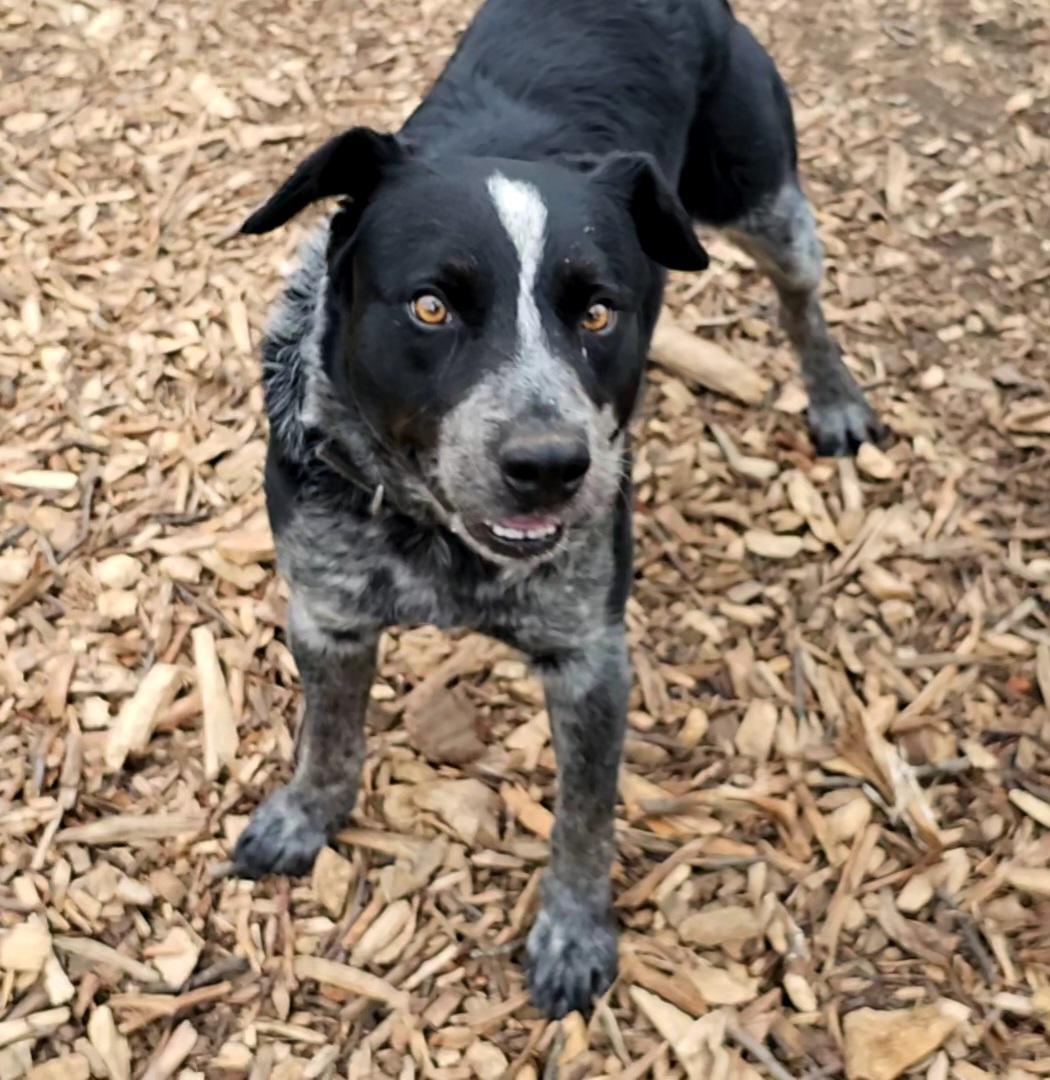 Enlarge Bluey, a Adoptable Cattle Dog in Ringwood, NJ image 4/6