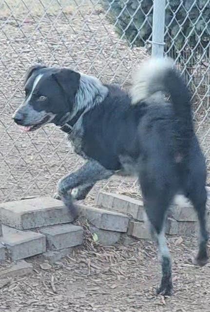 Enlarge Bluey, a Adoptable Cattle Dog in Ringwood, NJ image 1/3