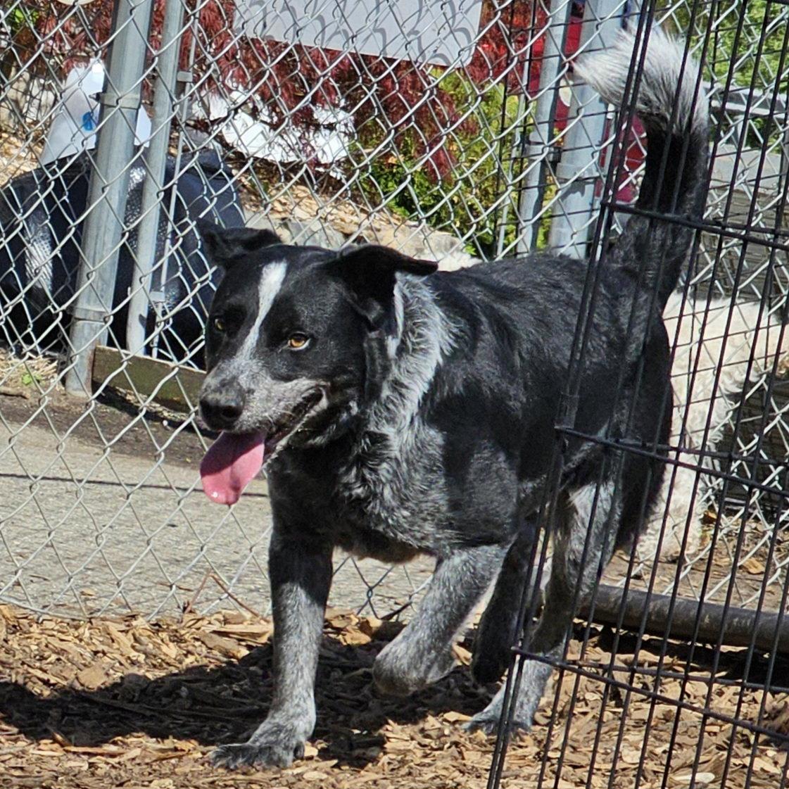 Bluey, Adoptable, Adult Male Cattle Dog.