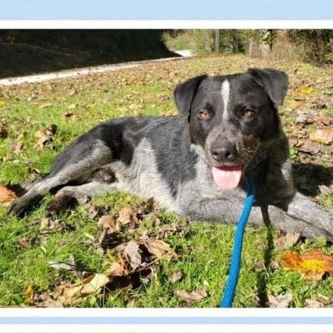 Enlarge Bluey, a Adoptable Cattle Dog in Ringwood, NJ image 6/6
