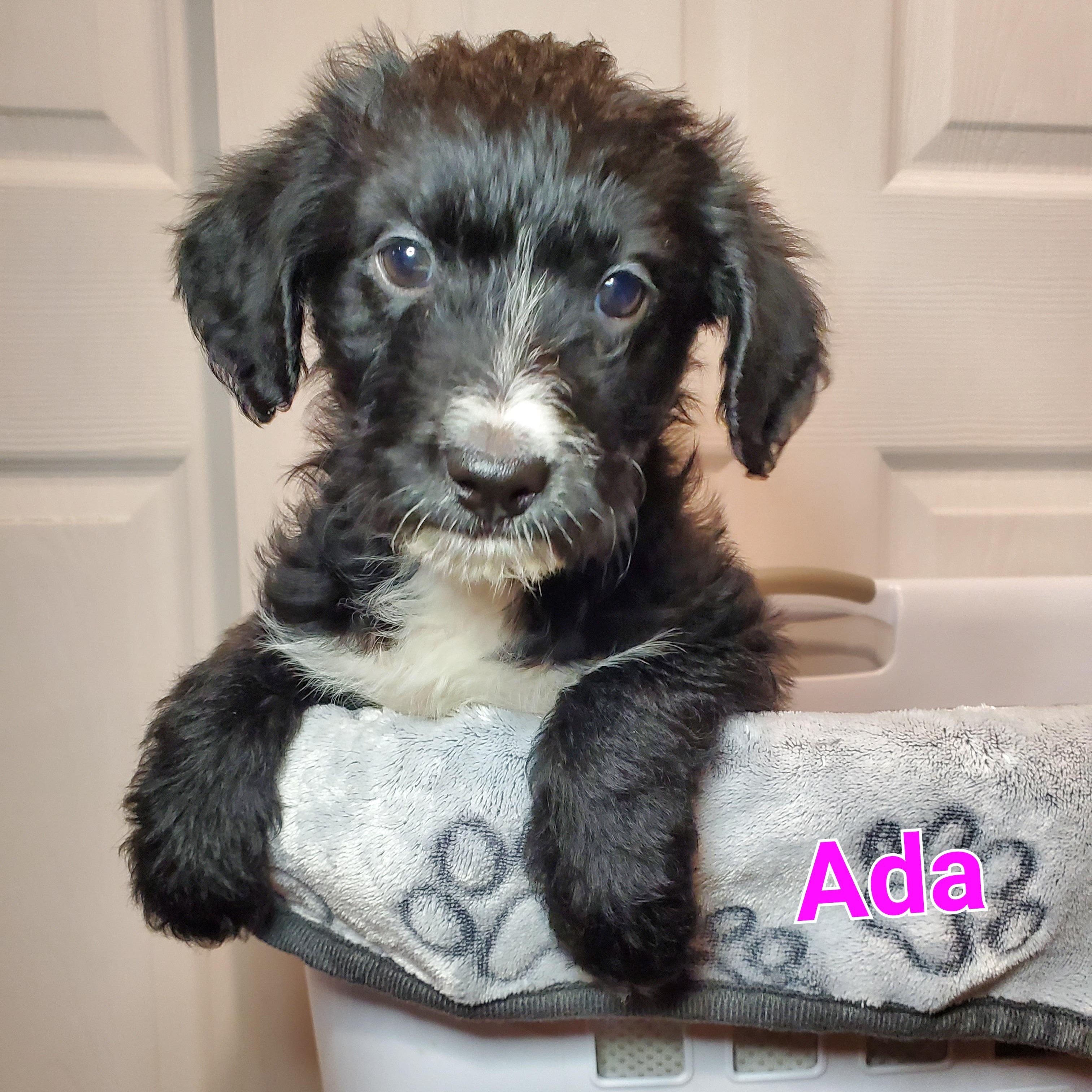 Ava, ADOPTABLE, Puppy Female Poodle & Mixed Breed.