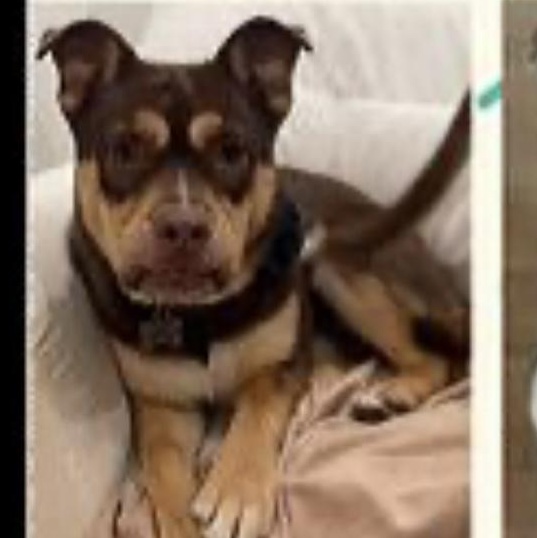 Enlarge LAINY, a Adopted mixed breed in Lebec, CA image 2/4