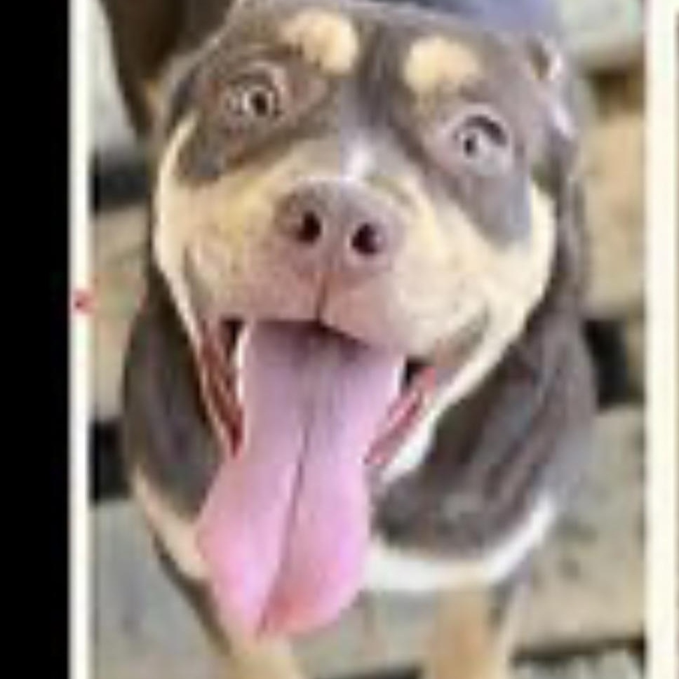 Enlarge LAINY, a Adopted mixed breed in Lebec, CA image 3/4