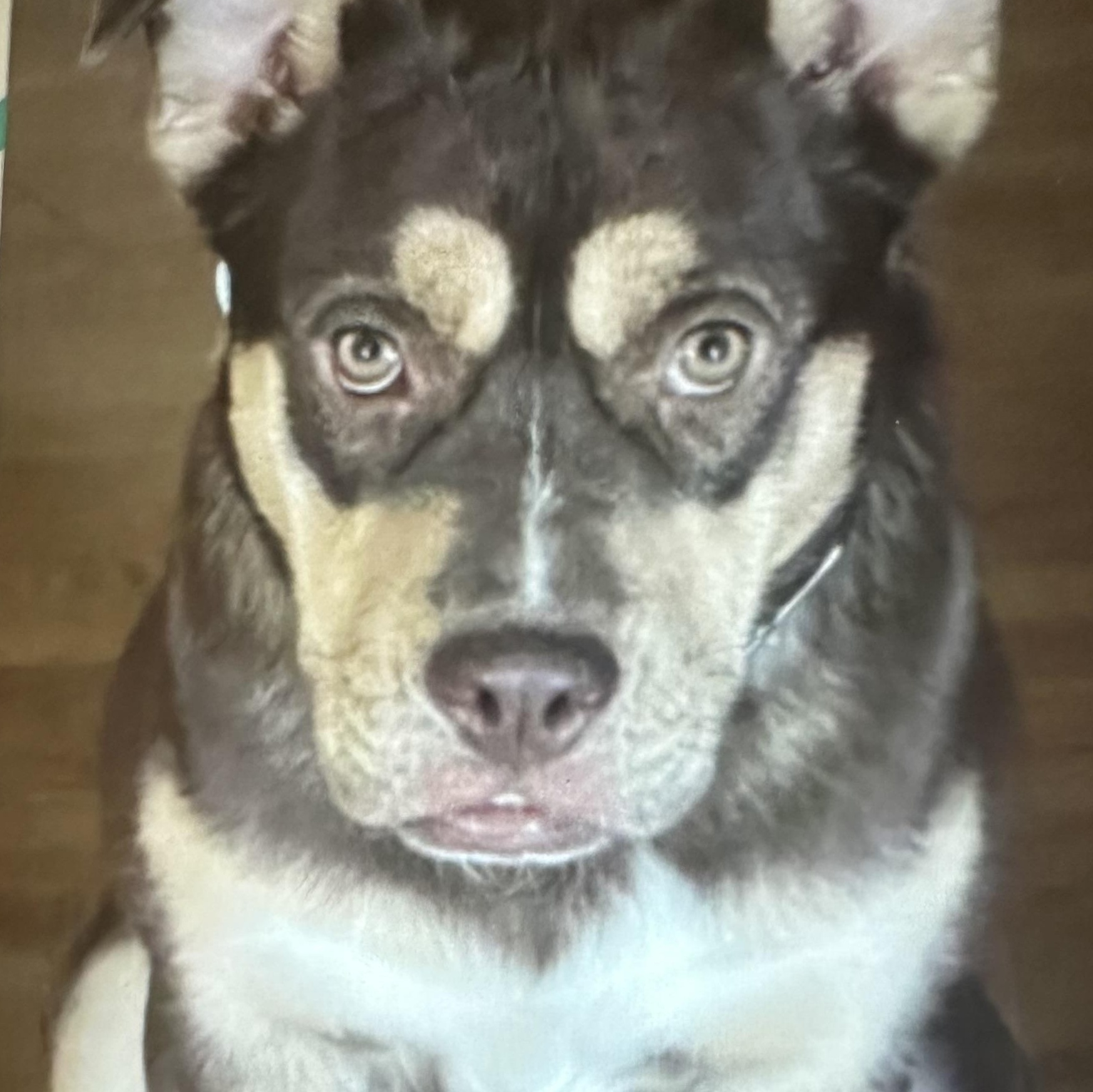 Enlarge LAINY, a Adopted mixed breed in Lebec, CA image 4/4