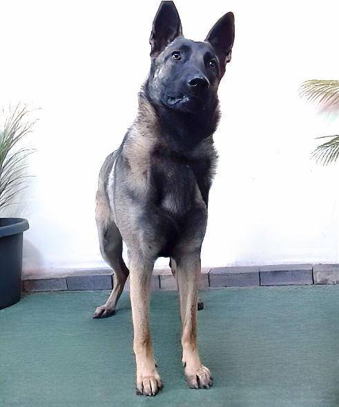 FLORA, Adoptable, Young Female Belgian Shepherd / Malinois.