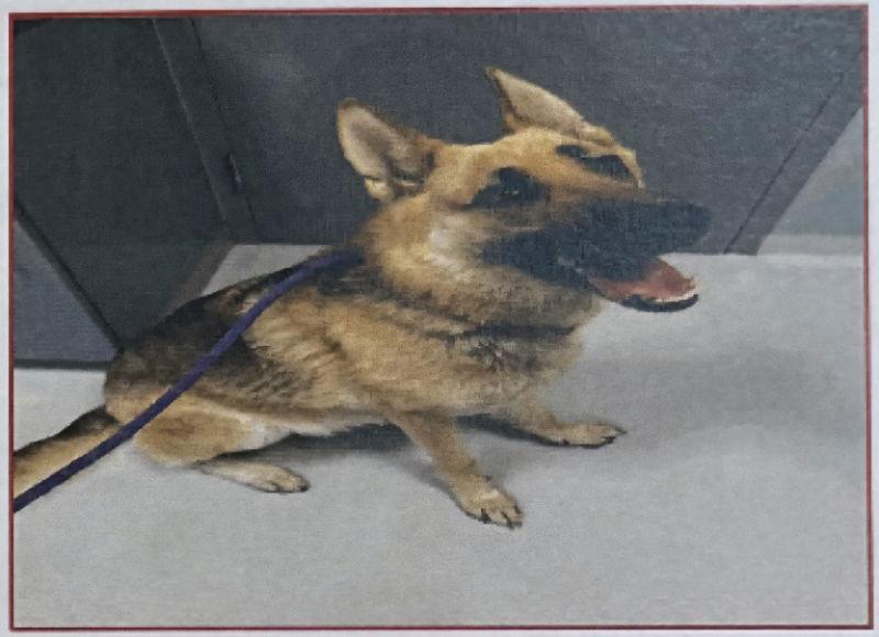 Leona, Adopted, Young Female German Shepherd Dog.