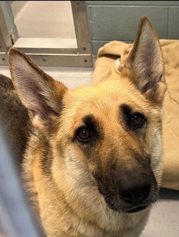 Leona, a Adopted German Shepherd Dog image 2/2