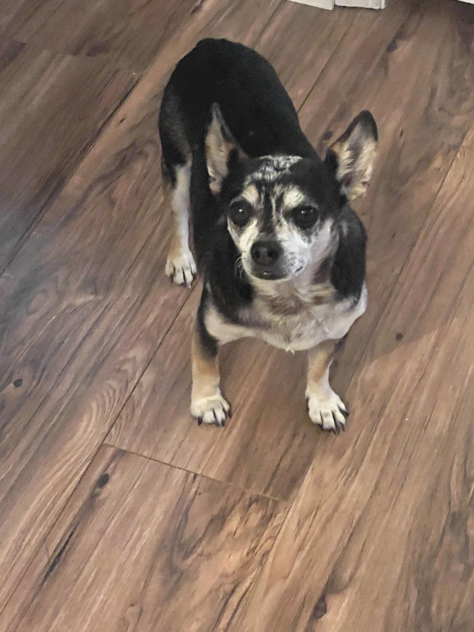 Enlarge Adoption Pending - Rueben, a Adoptable Chihuahua in Emmett, ID image 1/3