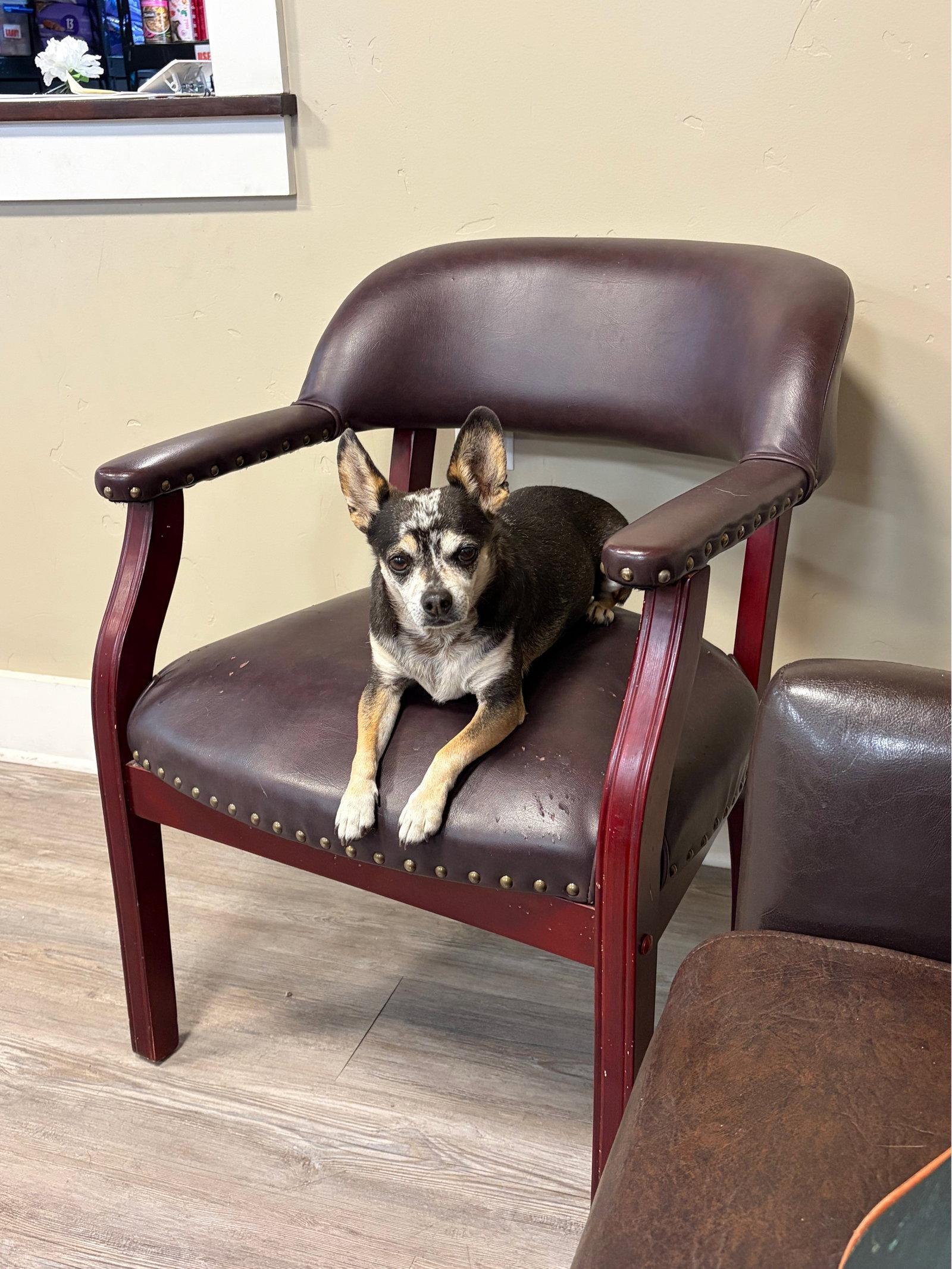 Enlarge Adoption Pending - Rueben, a Adoptable Chihuahua in Emmett, ID image 3/3