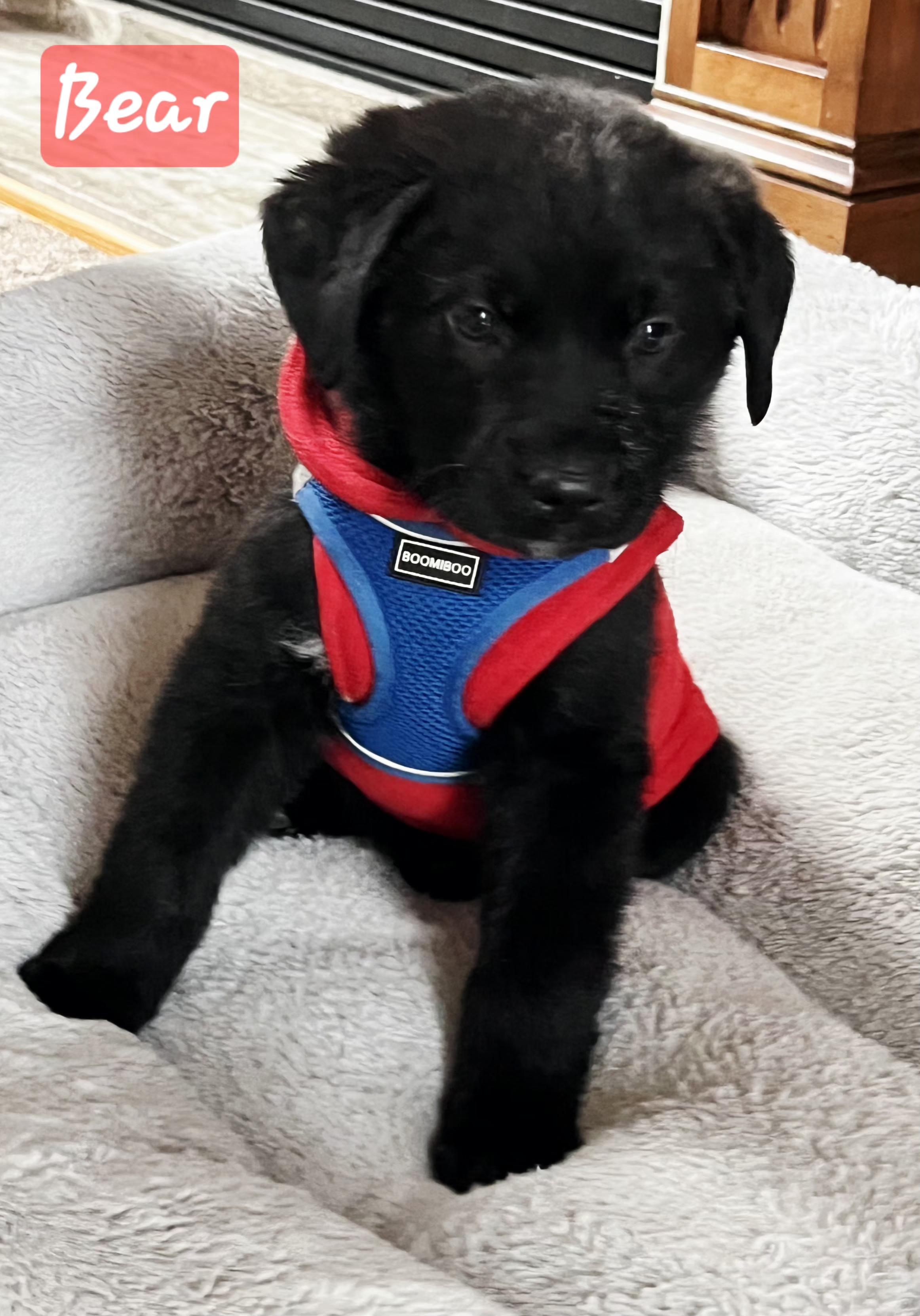 Enlarge Bear, a ADOPTABLE mixed breed in Denver, NC image 6/6