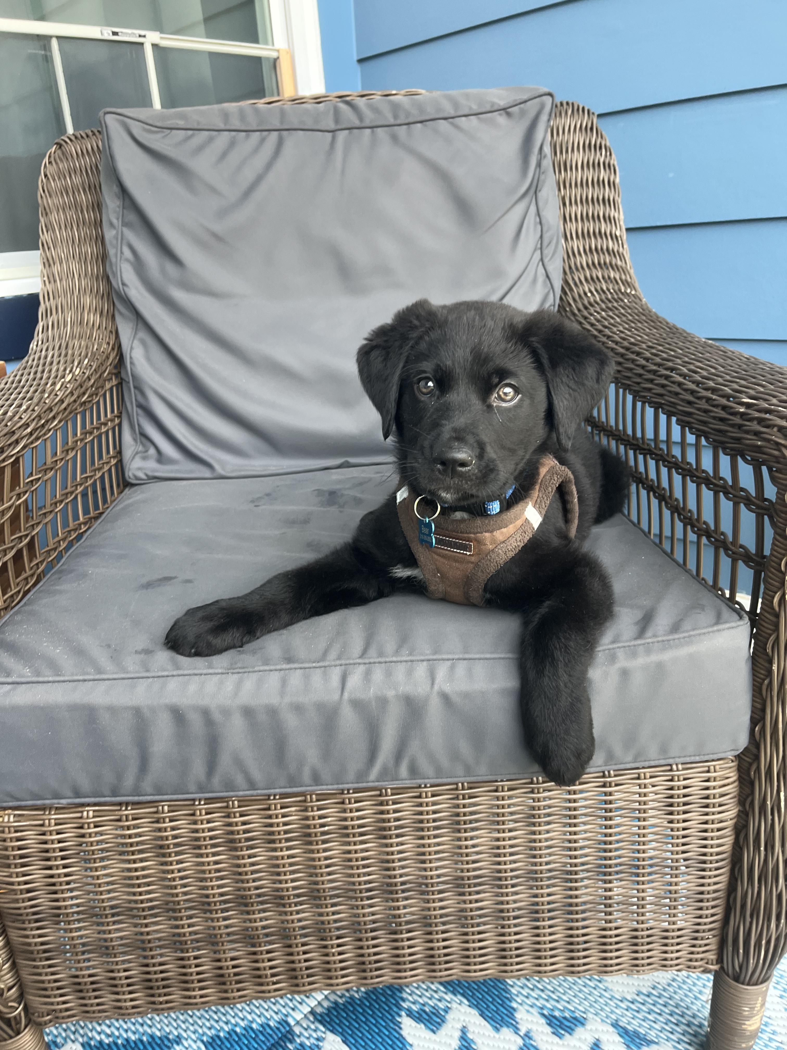 Enlarge Bear, a ADOPTABLE mixed breed in Denver, NC image 4/6