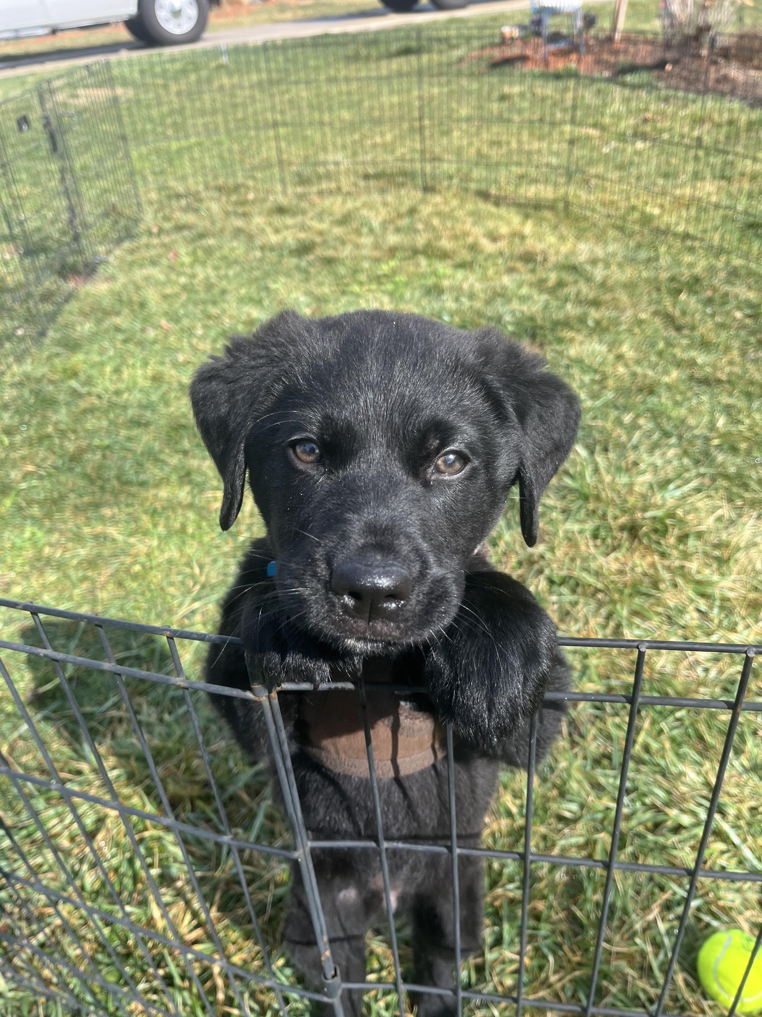 Enlarge Bear, a ADOPTABLE mixed breed in Denver, NC image 5/6