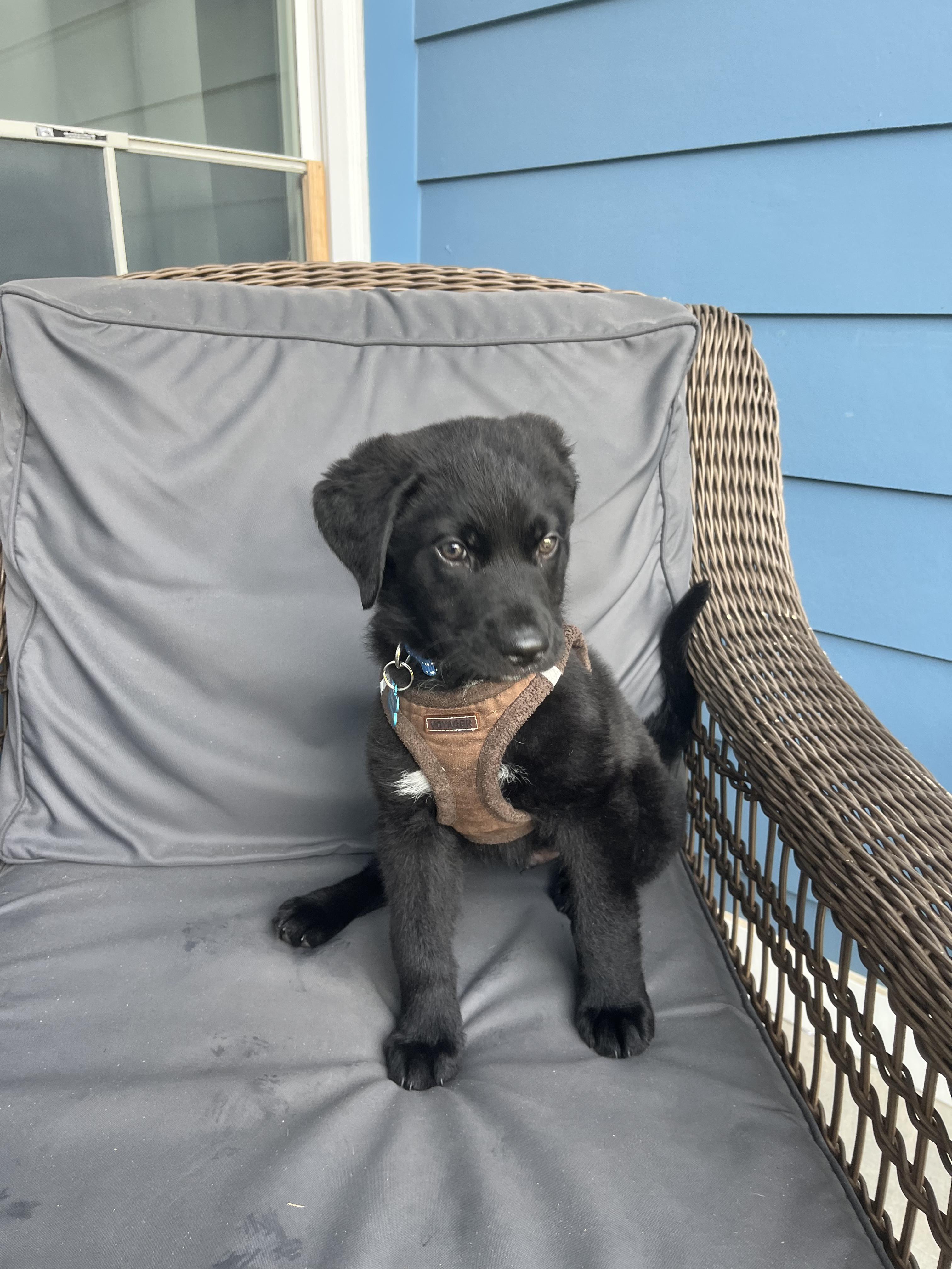 Bear, ADOPTABLE, Puppy Male Labrador Retriever & Great Pyrenees.