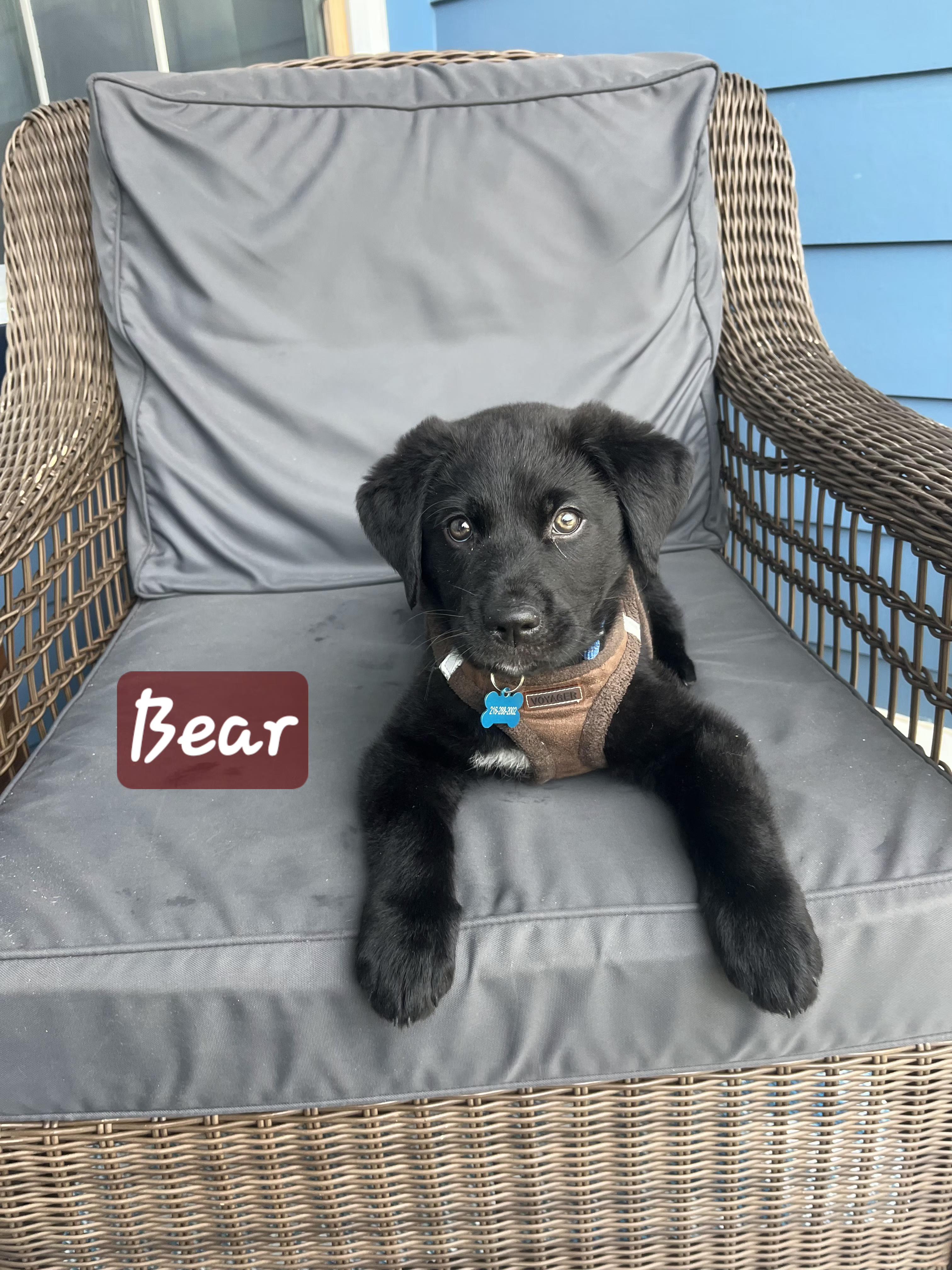 Enlarge Bear, a ADOPTABLE mixed breed in Denver, NC image 2/6