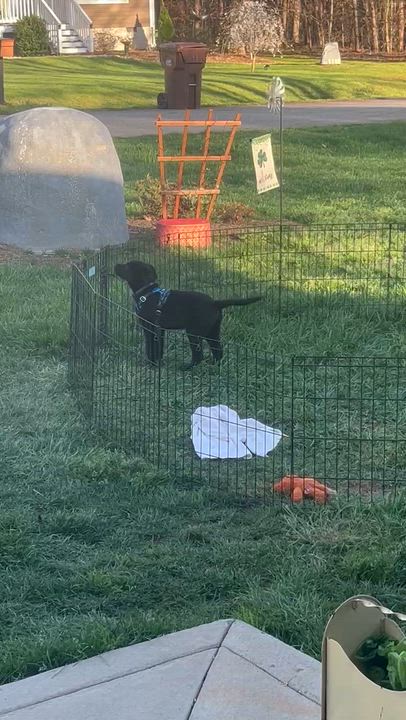 Enlarge Bear, a ADOPTABLE mixed breed in Denver, NC video 3/6