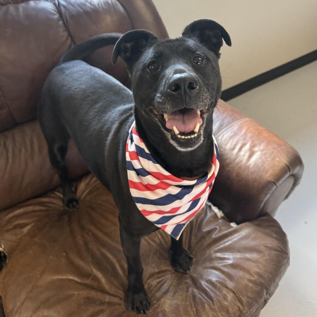 Aurora, a Adoptable mixed breed in Ponca City, OK image 1/6