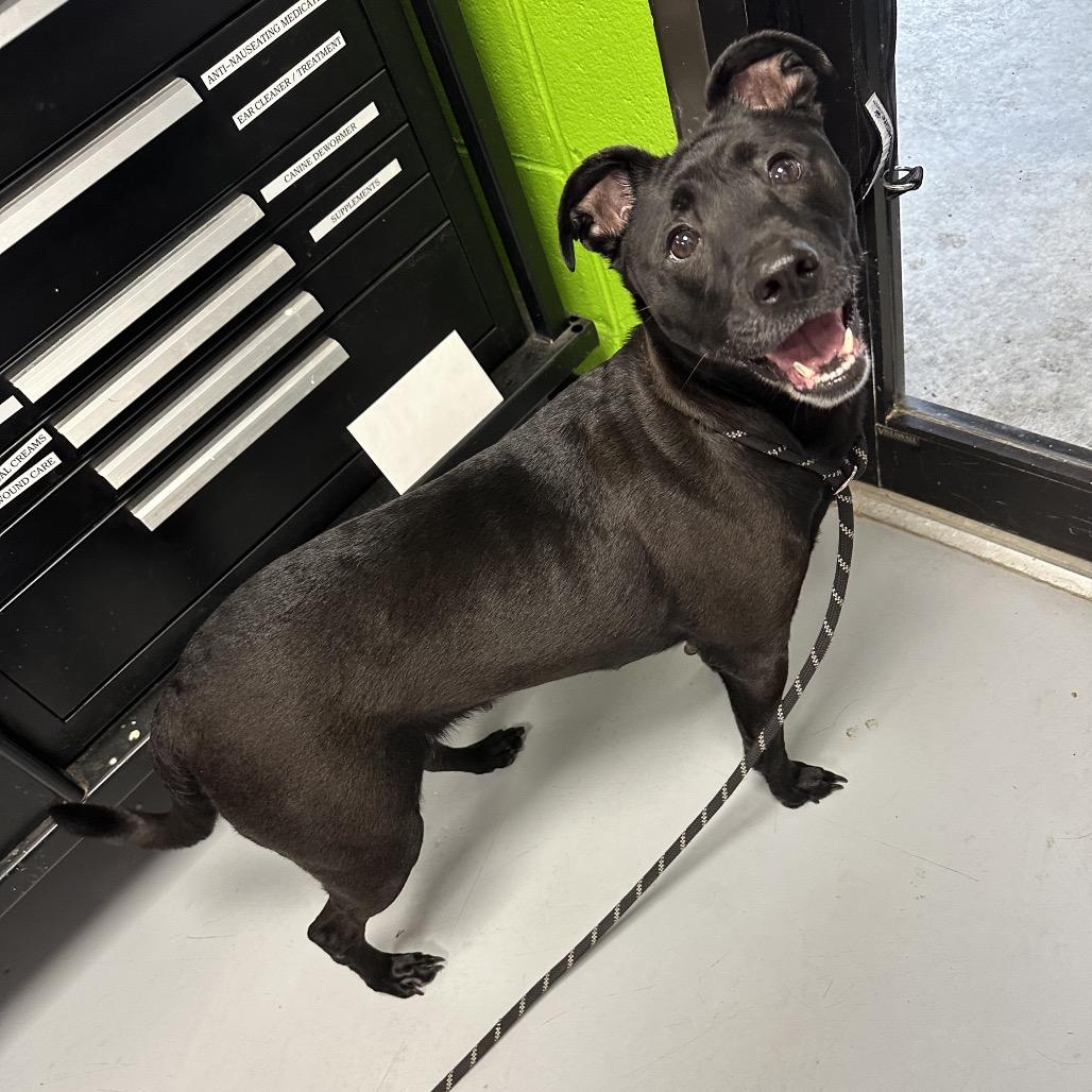 Aurora, a Adoptable mixed breed in Ponca City, OK image 2/6