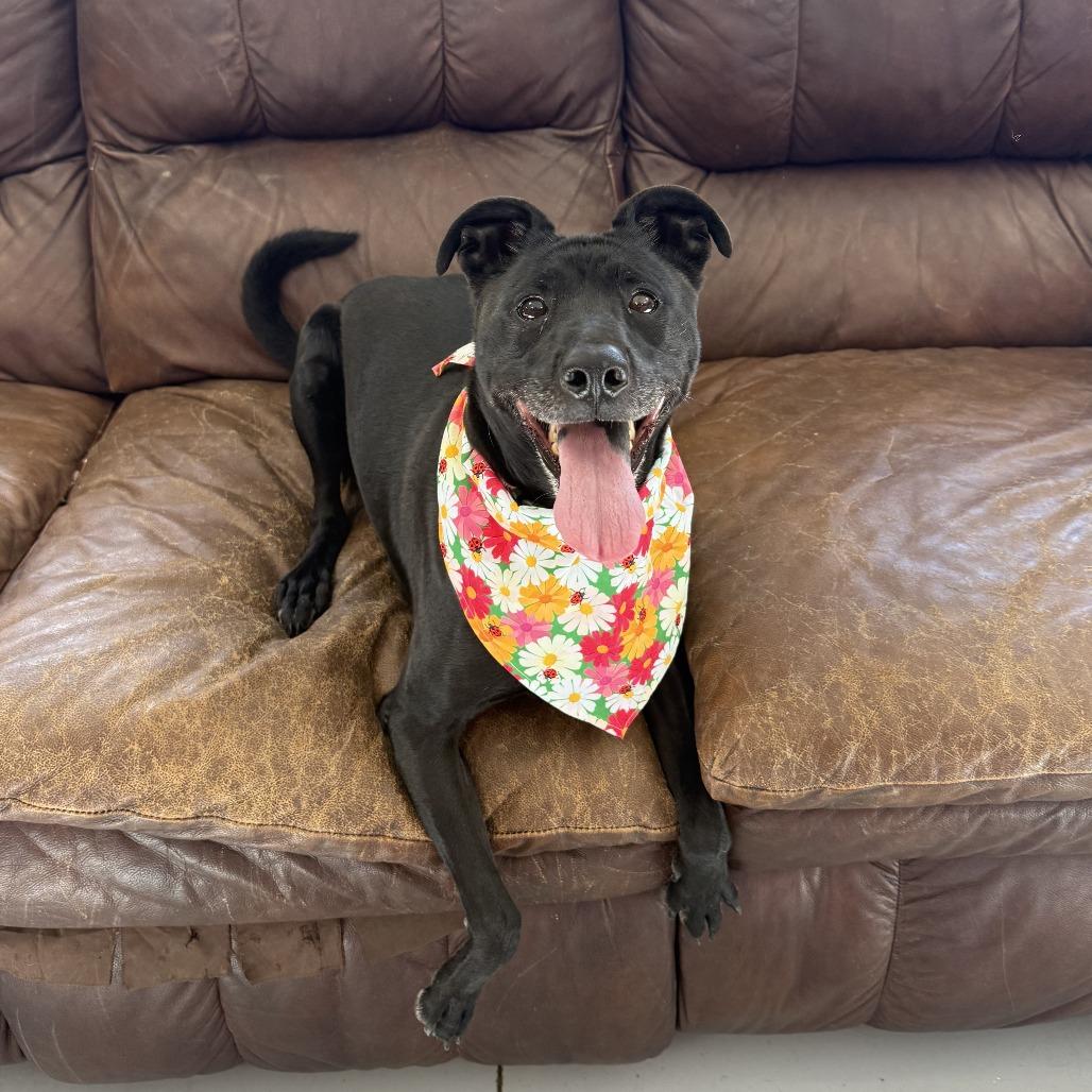 Aurora, a Adoptable mixed breed in Ponca City, OK image 3/6