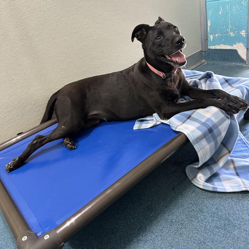 Aurora, a Adoptable mixed breed in Ponca City, OK image 4/6