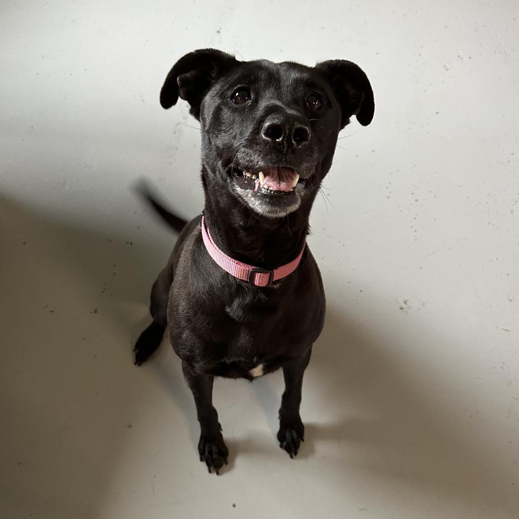 Aurora, a Adoptable mixed breed in Ponca City, OK image 5/6