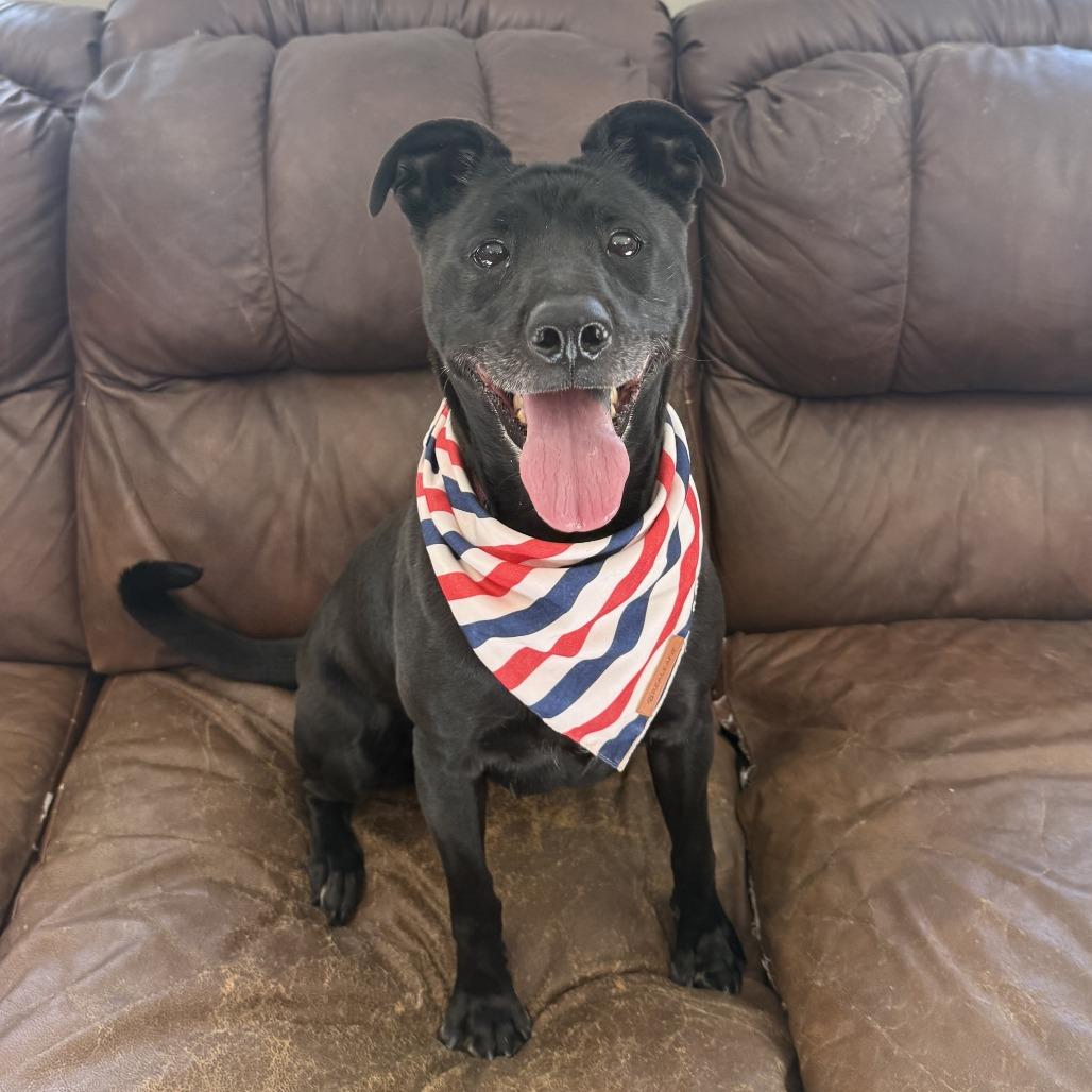 Aurora, a Adoptable mixed breed in Ponca City, OK image 6/6