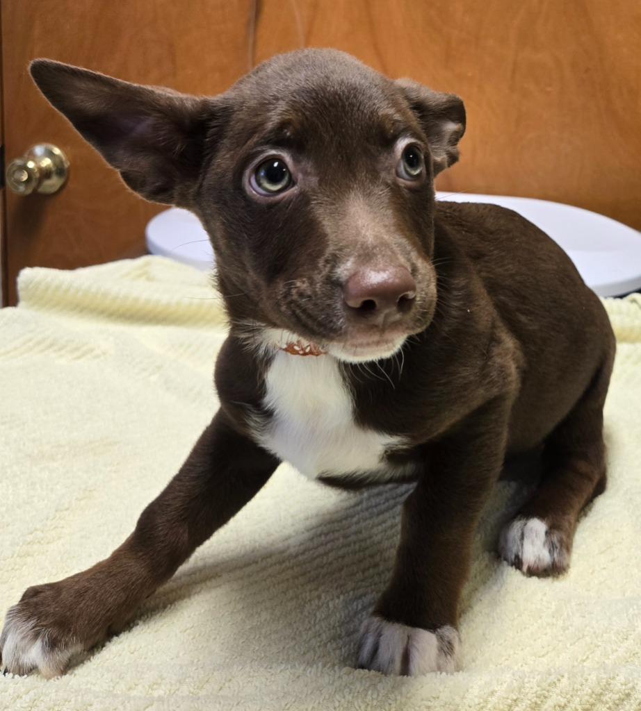 SYLVIE, Adoptable, Puppy Female Jack Russell Terrier & Retriever.