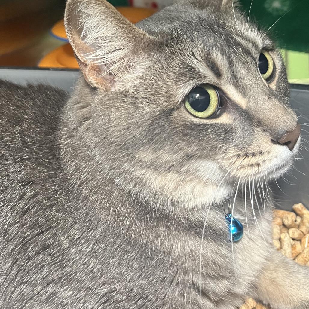 Lola, ADOPTABLE, Young Female Domestic Short Hair.