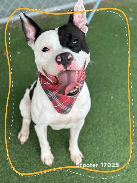 Enlarge SCOOTER, a ADOPTABLE Pit Bull Terrier in Marietta, GA image 2/6