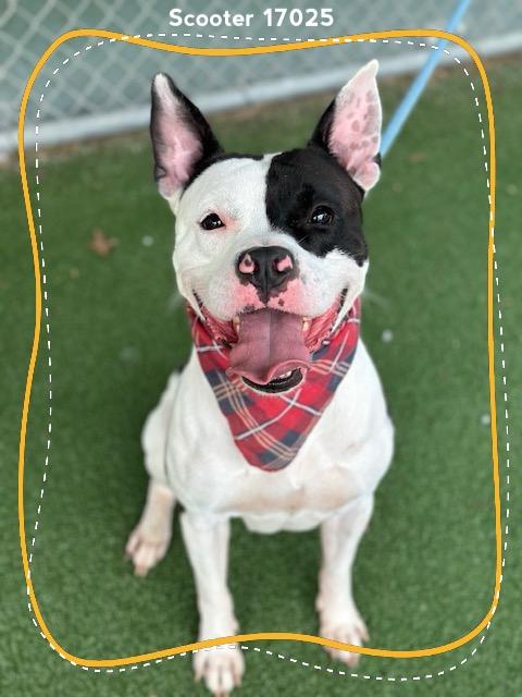 Enlarge SCOOTER, a ADOPTABLE Pit Bull Terrier in Marietta, GA image 3/6