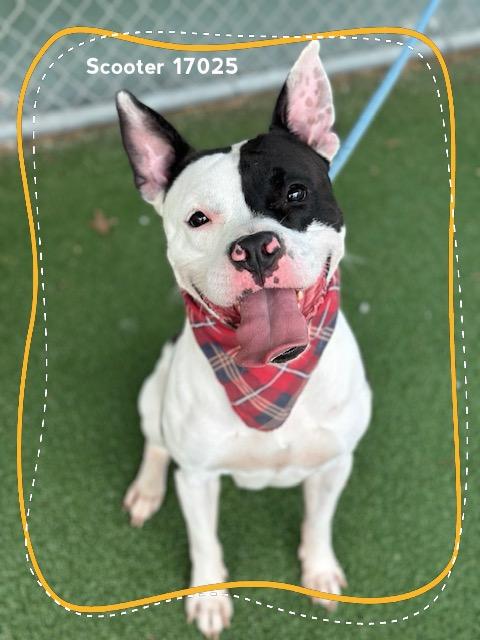 Enlarge SCOOTER, a ADOPTABLE Pit Bull Terrier in Marietta, GA image 6/6