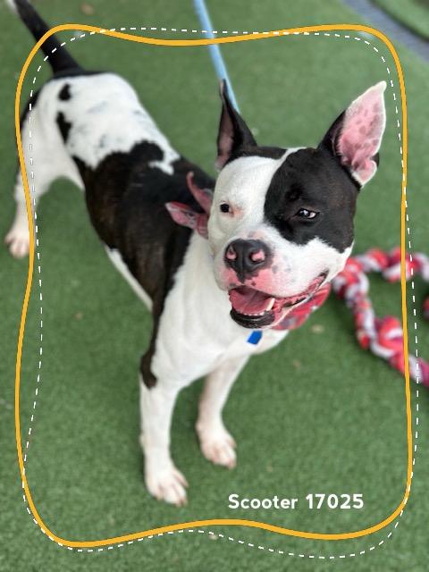 Enlarge SCOOTER, a ADOPTABLE Pit Bull Terrier in Marietta, GA image 5/6