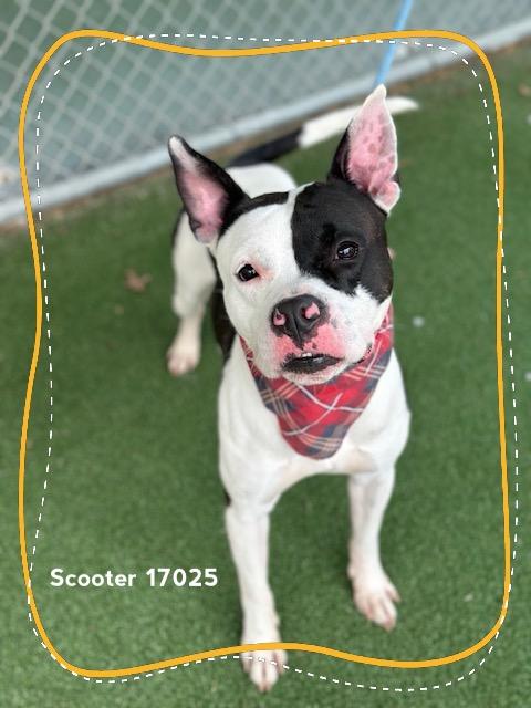 SCOOTER, ADOPTABLE, Young Male Pit Bull Terrier.