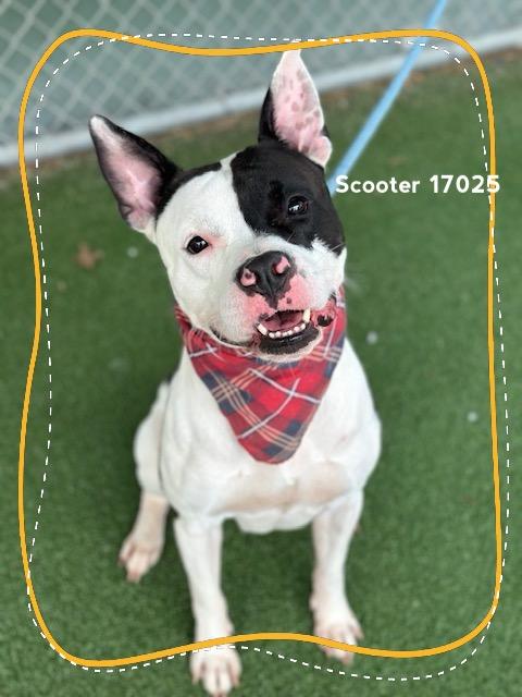 Enlarge SCOOTER, a ADOPTABLE Pit Bull Terrier in Marietta, GA image 4/6