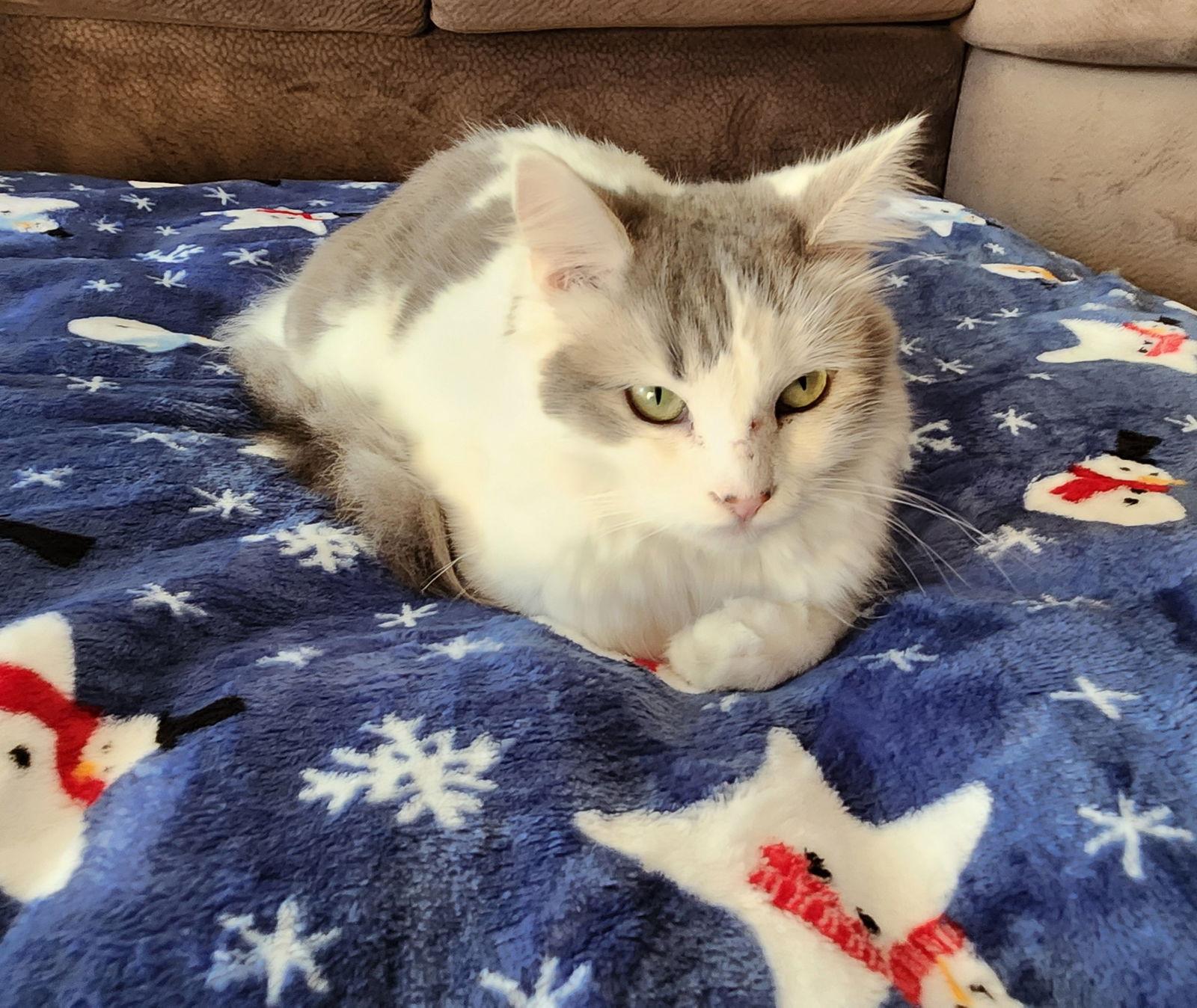 Asher, Adopted, Young Male Persian & Domestic Medium Hair.