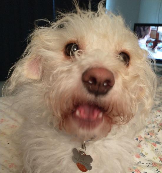 Bear, Adoptable, Young Male Terrier.