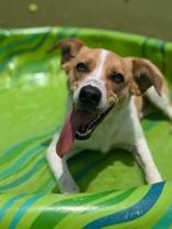 Enlarge Peach, a Adopted mixed breed in Bentonville, AR image 1/4